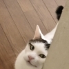 シッター頼んで 保護猫支援！？