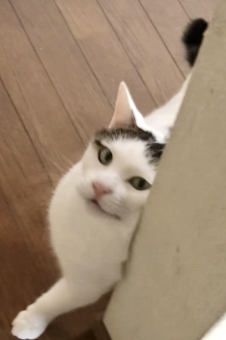 甘えん坊のハツ君は スリスリしながら余裕の笑み「シッター頼んで 保護猫支援!?」