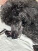 介護され犬カットパート2‼️お口の周りスッキリ💕「介護され犬カット　パート2‼️‼️」