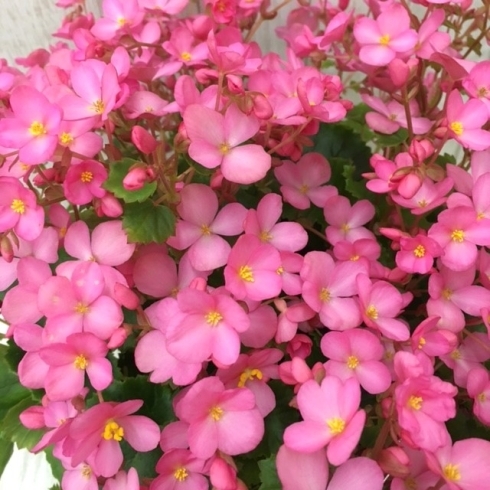 花鉢　ベゴニア『ラブミー』「♬敬老の日をお祝いしましょう♬　」