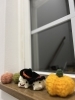 🎃もうすぐハロウィンですね〜👻「痛い、重い、辛いにはコレ！【宮崎市 LIHI 脳洗浄 筋膜リリース モリンガ蒸し 美肌育エステ】」
