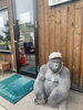 「〜久しぶりのゴリラ君〜」