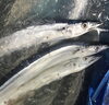 「魚魚市場鮮魚コーナーおすすめは「生サンマ」です♪」
