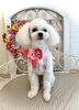 リクくん　指名スタイリスト／ＭＩＫＡ「わんこと秋桜」