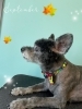 「お友達♡ Dog salon mofu mofu 余市町」