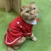 キラ「ラキキラ兄弟お誕生日【宮崎ナナイロ(メガドンキ)にある猫カフェ・漫画・ドリンクバー・ワークプレイス】」