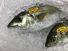 「魚魚市場鮮魚コーナーおすすめは「シマアジ」です♪」
