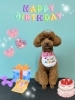 「お友達♡ Dog salon mofu mofu 余市町」