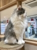 「じーっと眺めるイズくん【宮崎ナナイロ(メガドンキ)にある猫カフェ・漫画・ドリンクバー・ワークプレイス】」