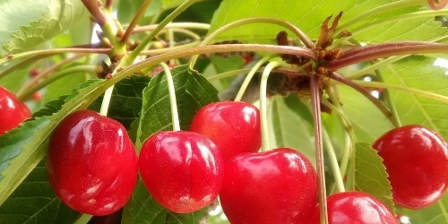 6月になったらサクランボの季節 あづま果樹園 くだもの王国 フルーツ狩りが楽しめる福島市の観光農園 まいぷれ 福島市 6月になったらサクランボの季節 あづま果樹園 くだもの王国 フルーツ狩りが楽しめる福島市の観光農園 まいぷれ 福島市