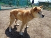 水戸市動物愛護センターに老犬が一匹保護されています まいぷれその日暮らし 水戸情報 まいぷれ 水戸市