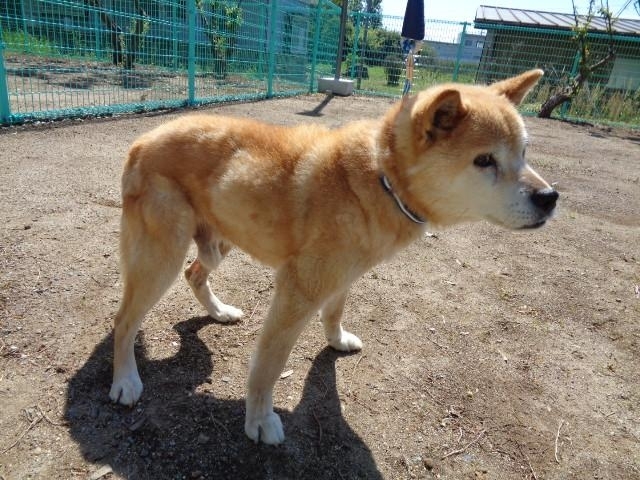 水戸市動物愛護センターに老犬が一匹保護されています まいぷれその日暮らし 水戸情報 まいぷれ 水戸市