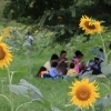 まだまだ夏は終わらない！ヒマワリが咲き誇っています。