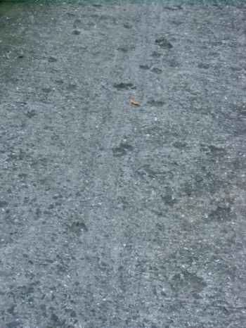 小路のアスファルトに残る猫の足跡。にくきゅーの形がくっきり。