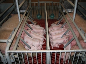 「分娩室」生まれた子豚は初乳を飲まないと死んでしまうそうです。初乳は大切です！