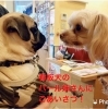 ＷＡＮチャンス看板犬と。「初めてのサロン体験♡」