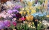 「[はなやHOK皆生店]春の花でいっぱいです♪」