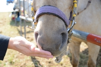 「触っていいですか？」と聞くとすすめられたのが鼻と口の先。柔らかくて気持ちいい！