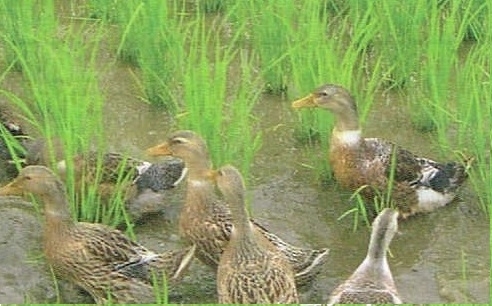 稲の穂が出始める頃には、小さかったカモたちもこんなに大きくなります。穂を食べてしまうので田んぼから引退します。