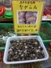 「今日の”活ながらみ”は神奈川県産。柄がチョイと違う。【八千代店２４号】」