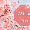 村上市・関川村でお花見するならココ！桜スポット完全ガイド