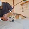 飼い主さんも飼い犬と一緒に施術を受けられます「船堀駅前の雑貨屋「chocho」が、「and chocho.」として再スタート！　わんこグッズも豊富な「人も犬も楽しめる」お店。　」