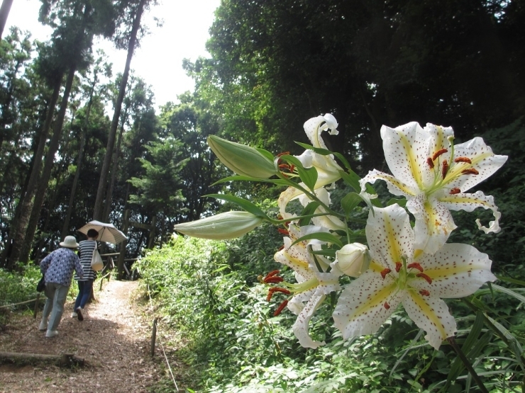 毎年7月の山ゆりの開花に合わせて行方市西蓮寺「井上山百合の里」では