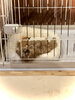 そして…爆睡中💤💤💤です「マルプーbabyです♡」