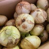 「まだまだ寒い日が続いていますが、 「春」を感じさせる野菜が入荷しています～ 静岡県産「新たまねぎ　(はるたま)」」