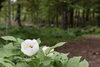 ヤマシャクヤク「絶景と山野草を楽しむ散策」