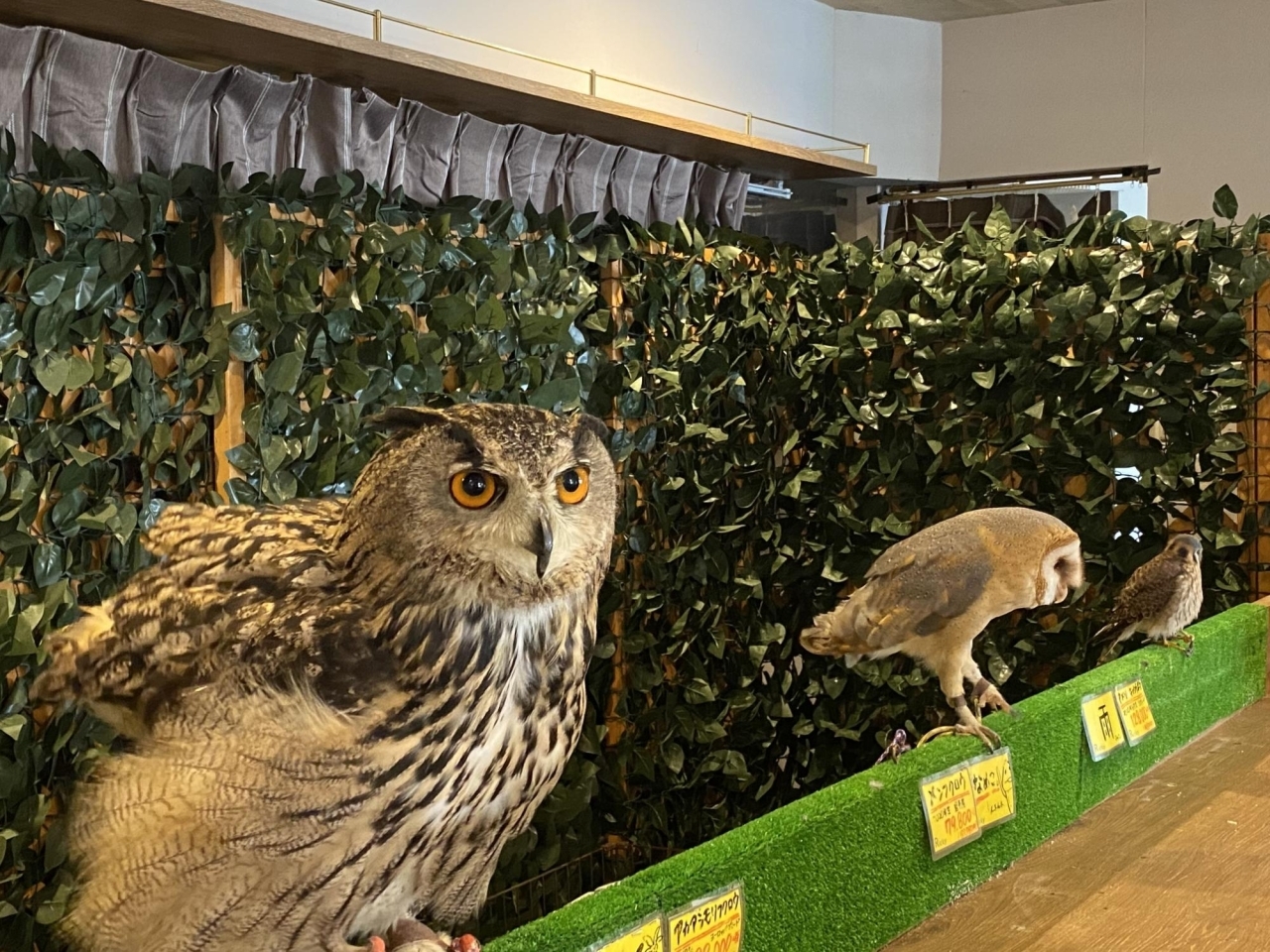 エキゾチックアニマルカフェricky 福島店猫カフェ 新店特集 福島市のニューオープン店 まいぷれ 福島市 エキゾチックアニマルカフェricky 福島店猫カフェ 新店特集 福島市のニューオープン店 まいぷれ 福島市