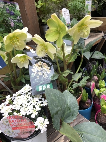 鉢花沢山入荷しました 本八幡のお花屋さん フラワーギフトが人気 芽ぶき屋 本八幡店のニュース まいぷれ 市川市 鉢花沢山入荷しました 本八幡のお花屋さん フラワーギフトが人気 芽ぶき屋 本八幡店のニュース まいぷれ 市川市