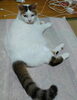 「迷いねこ探しているそうです！」