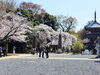 春爛漫、絵画のような境内散策「三重塔を彩る桜が見頃です｜今週がラストチャンスのお花見散策」