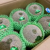 「「イバラキング」の入荷が始まりましたよー🍈 茨城県産「イバラキングメロン」です。」