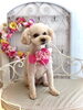 愛ちゃん「わんこと秋桜」