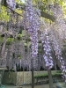 藤の花「天気のいい日は縁側で常陸秋そば✨5月の営業のお知らせ🌈」