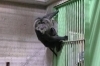 「〈2/28～3/10予定〉サル舎一部動物の公開中止について」