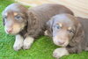 「ミニチュアダックス子犬情報」