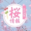 江戸川区のさくら情報まとめ