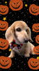 「Dog salon mofu mofu　余市町」