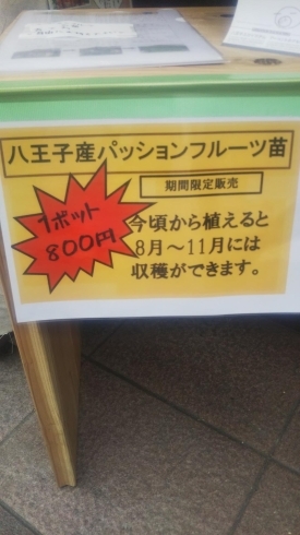 税込み800円！「八王子産パッションフルーツの苗 販売中！」