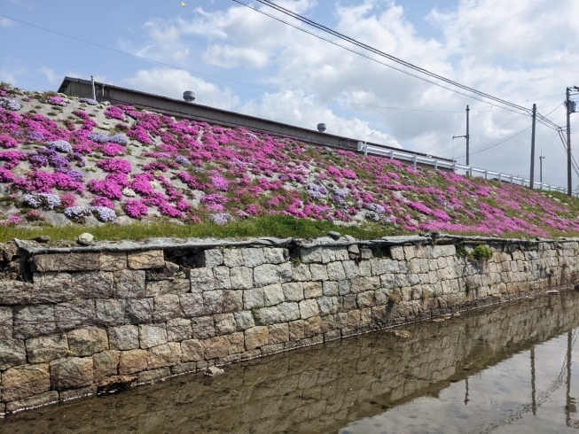 「【西条市・禎瑞】必見！！芝桜穴場スポット！」