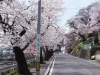桜名所・スポット】下諏訪市 花見新道 | 桜・お花見スポット・開花情報