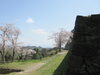 城山の桜はキレイですね。「お花見♪　バイオリンクと健康を売る　Yubi（優美）」