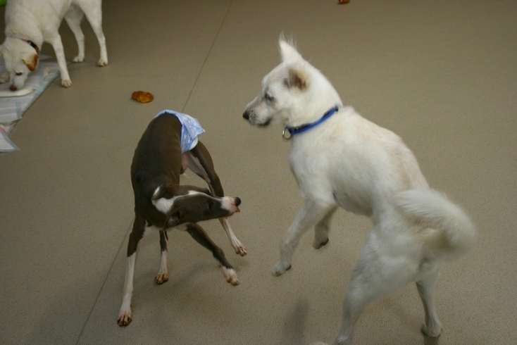 「今日のお友達」