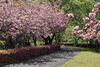 「舞鶴引揚記念公園の八重桜とツツジ」