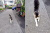 暇なので遊んでやるか「🎈 ねこ好き第二弾 🎈　★英会話と体操のコラボ教室（堀切、お花茶屋、綾瀬、亀有、小菅）」