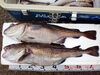 「マダラも釣れとります」