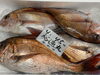 「本日鮮魚入荷致しました」